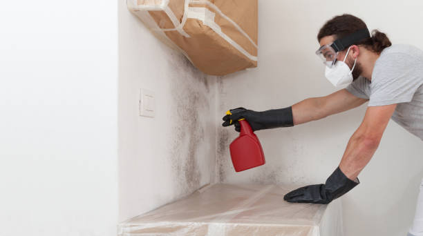 Professional Mold Cleanup technician working in Maywood, NJ