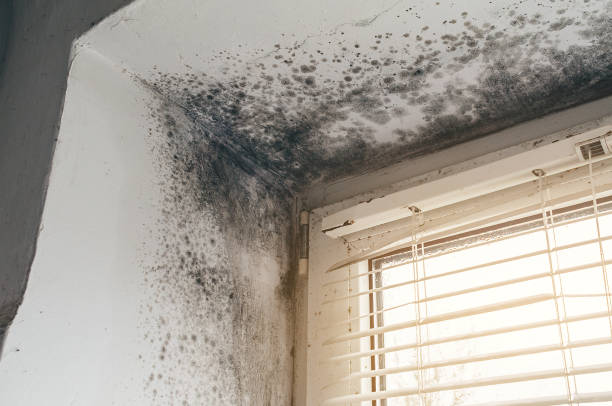 Affordable Mold Cleanup solutions in Maywood, NJ